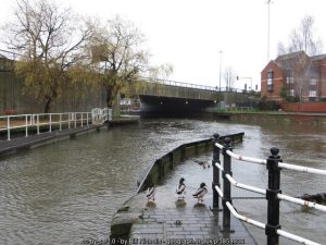 Ducks on the Lock