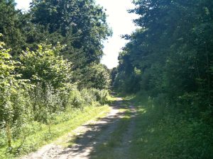Forest Path, Holt Down